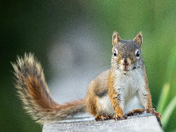 Red Squirrel