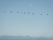 Canada Geese Flying in the Morning Light