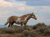 Sand Wash Basin Herd Management Area