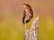 Green heron 