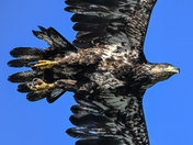 Juvenile Baldy up close 