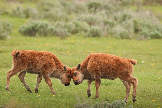 Yellowstone National Park