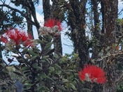 Hawaiʻi Volcanoes National Park