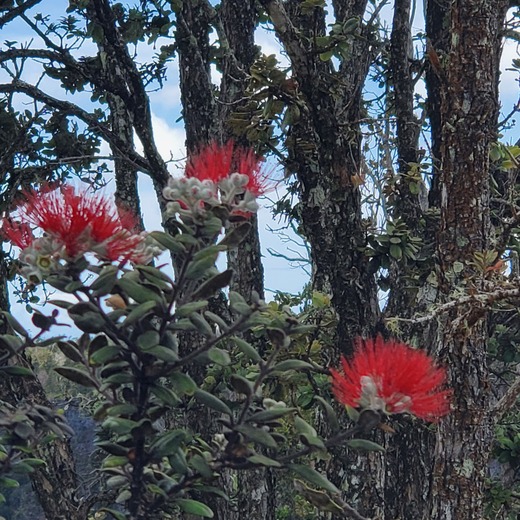 Hawaiʻi Volcanoes National Park
