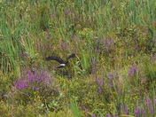 Wings war at the marsh