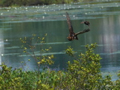 Wings war at the marsh