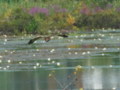 Wings war at the marsh