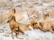 Grand Teton National Park