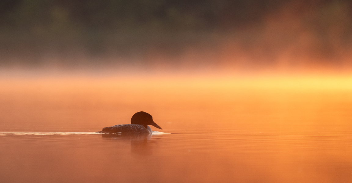 Common Loon at Sunrise