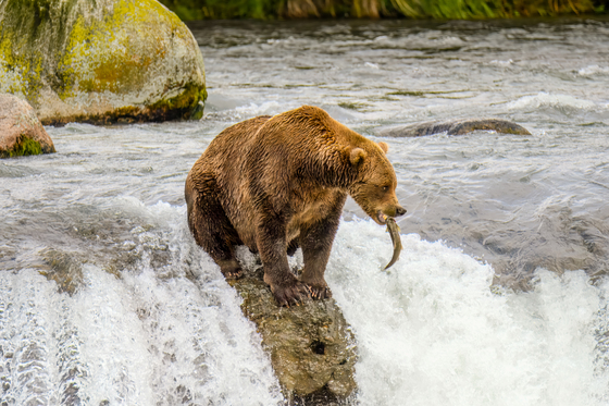 Katmai National Park
