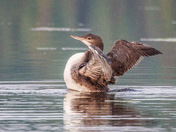 Juvenile Loon