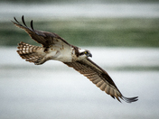 Osprey fly by