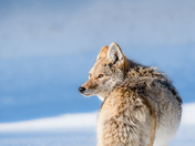 Grand Teton National Park