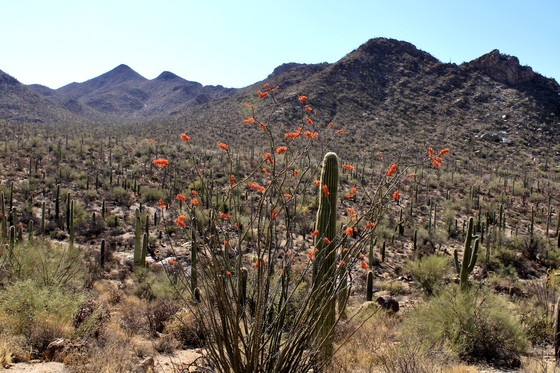 Saguaro National Park