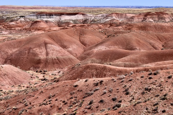 Petrified Forest National Park