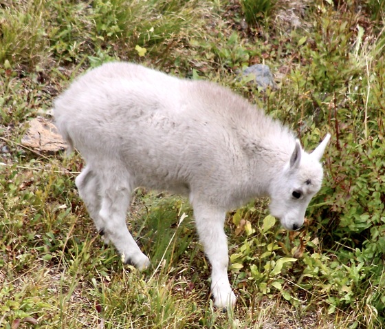 Glacier National Park
