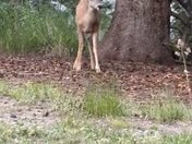 BLM near Dolores, CO, USA