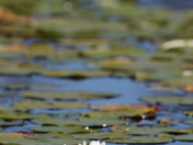 One of natures many beautiful things. 