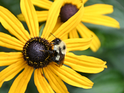 Bumble Bee on a Brown-eyed Susan
