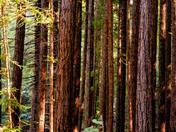 Muir Woods National Park