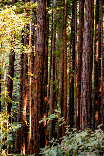Muir Woods National Park