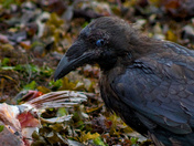 Raven With Fish Head