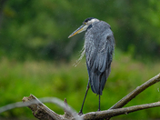 Great blue heron on a rainy day