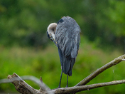 Great blue heron on a rainy day 