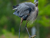 Great blue heron on a rainy day 