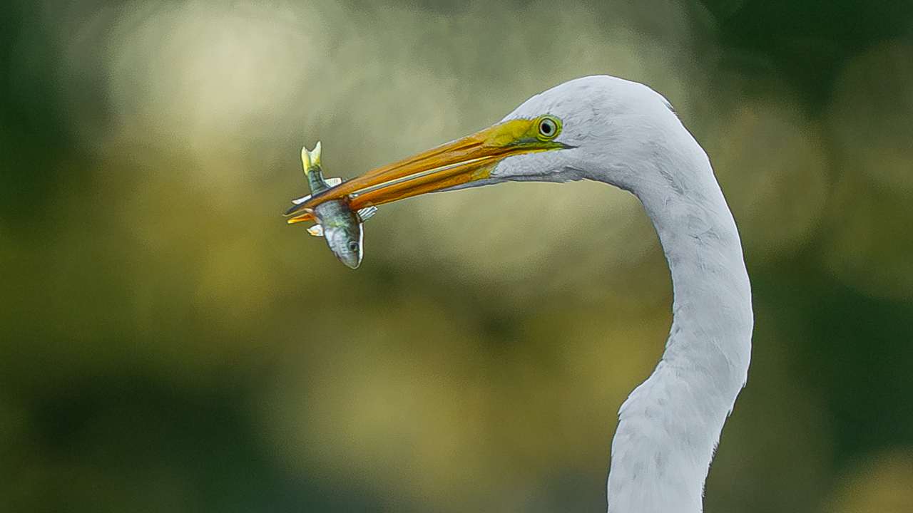 Great egret fishing 
