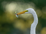 Great egret fishing 