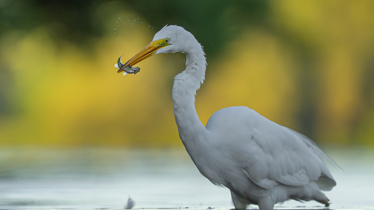Great egret fishing 