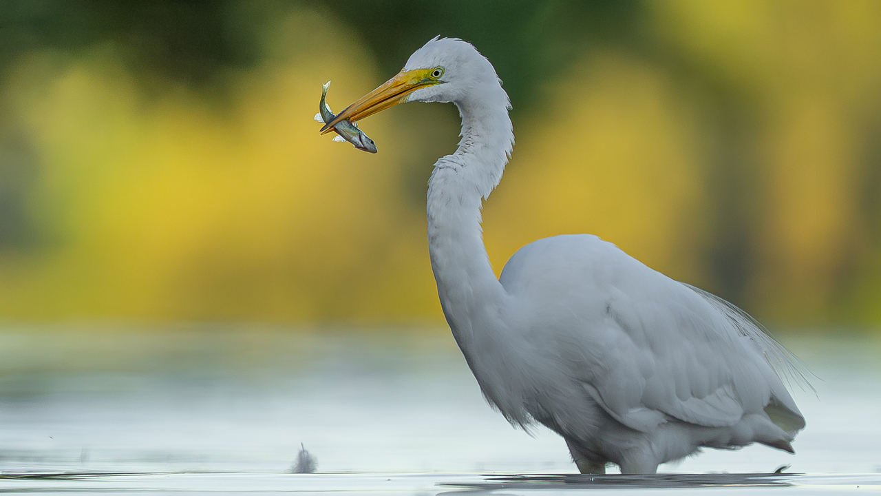 Great egret fishing 