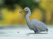 Great egret fishing 