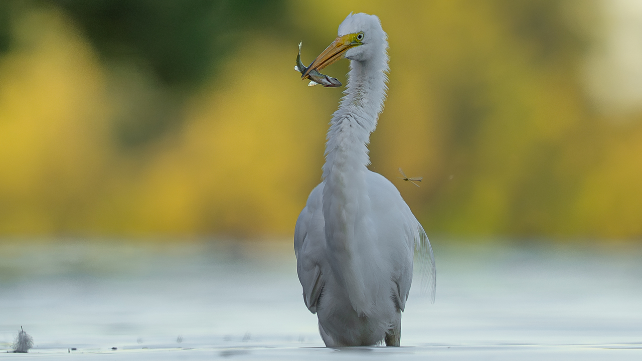 Great egret fishing 