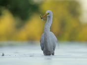 Great egret fishing 