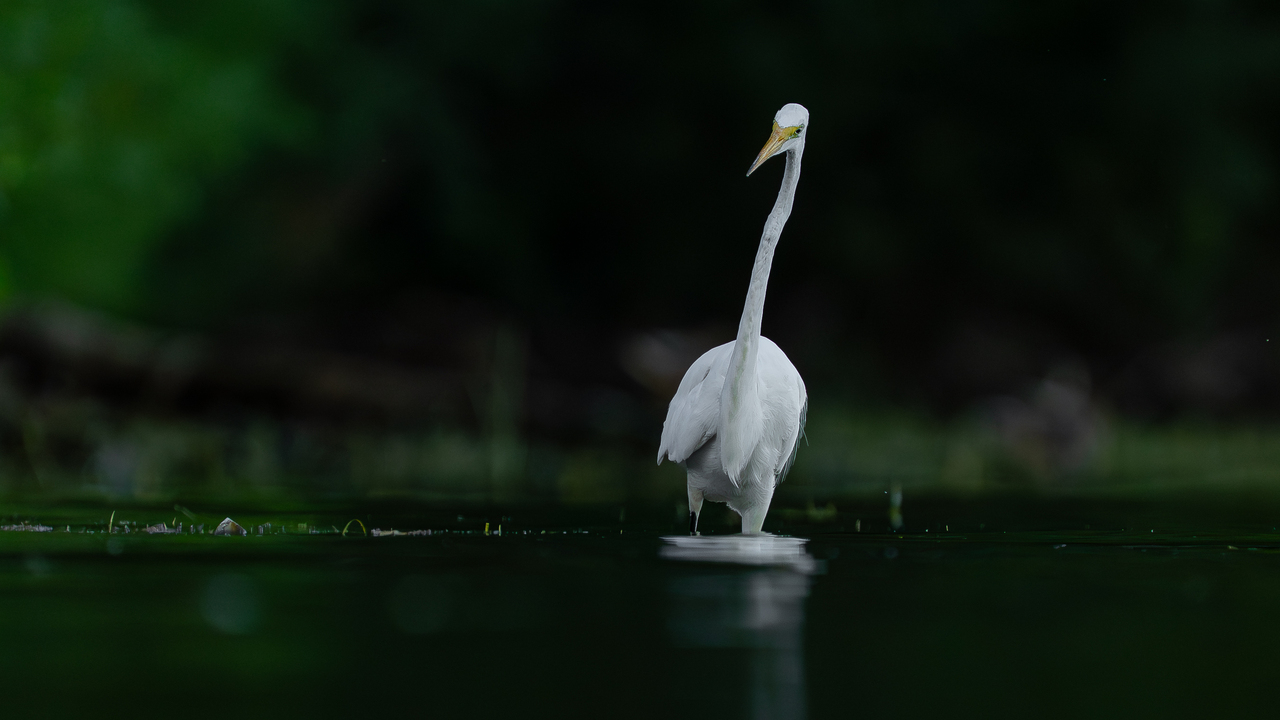 Great egret fishing 