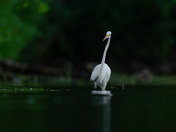 Great egret fishing 
