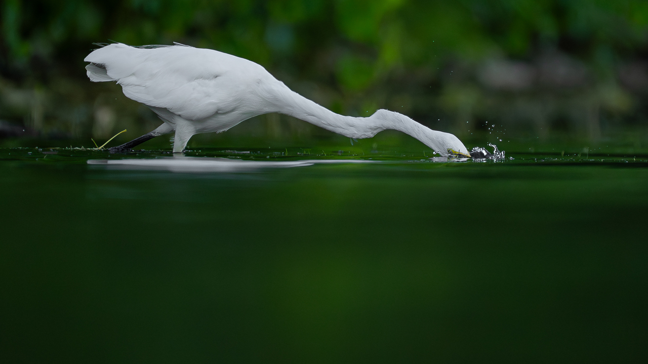 Great egret fishing 