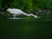Great egret fishing 