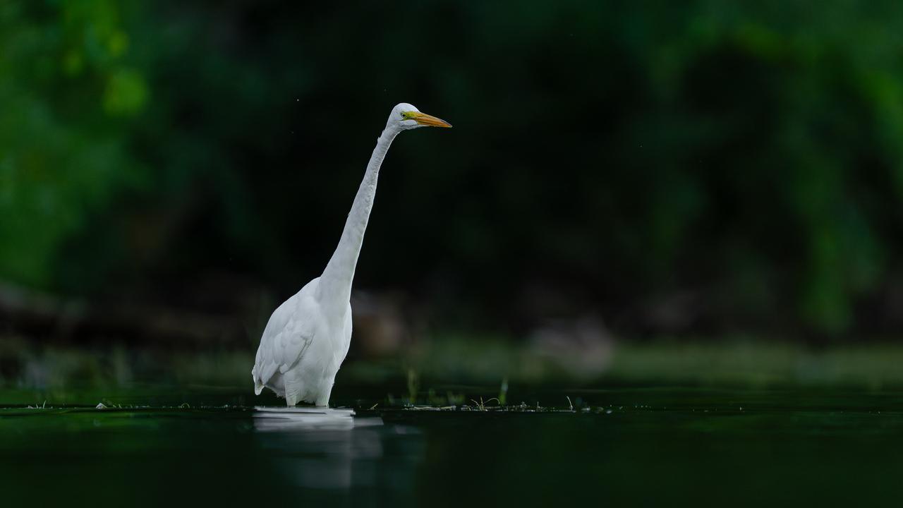 Great egret fishing 