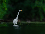 Great egret fishing 