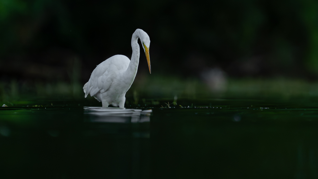 Great egret fishing 