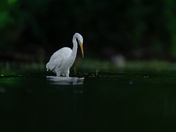 Great egret fishing 
