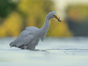 Great egret fishing 