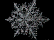 Macro Snowflakes