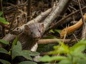 Surprise Pop In Visitor