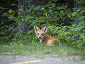 Relaxing Fox