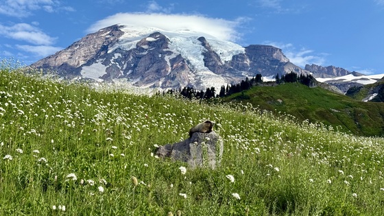 Mount Rainier National Park 