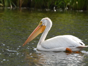 White Pelican